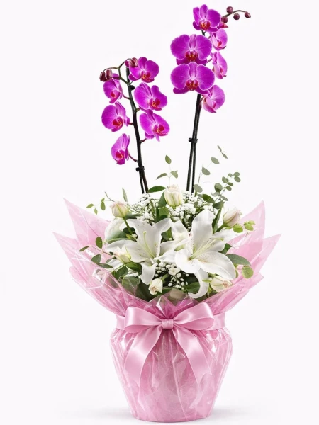 Çift Dallı Orkide Aranjman Hediye Paketli