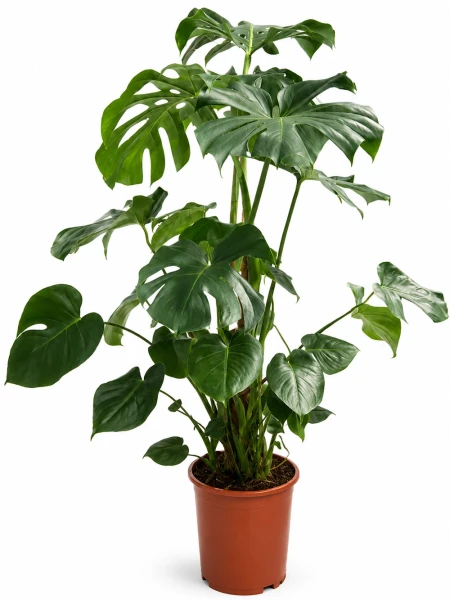 Deve Tabanı Monstera Büyük