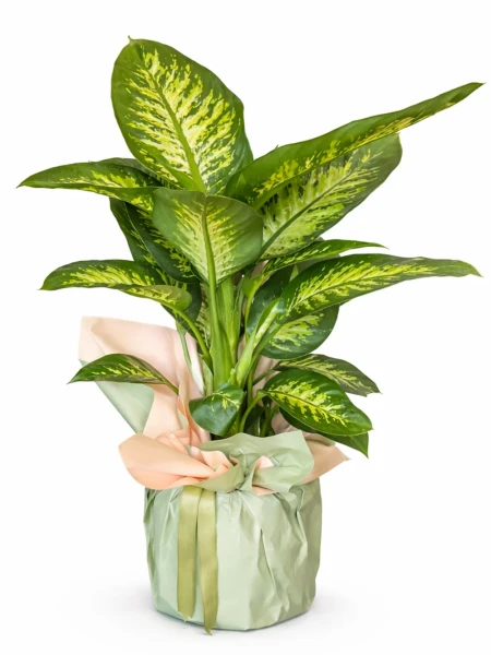 Dieffenbachia Hediye Paketli