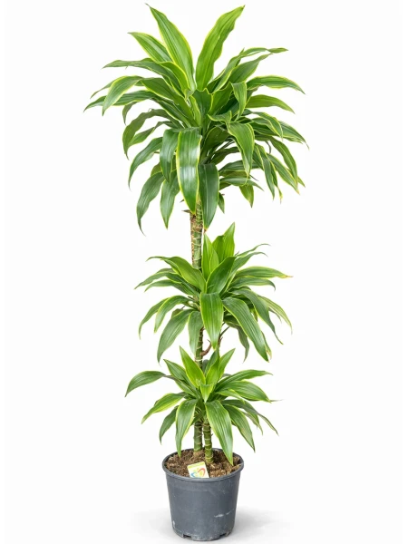 Dracaena Janet 3 Kök