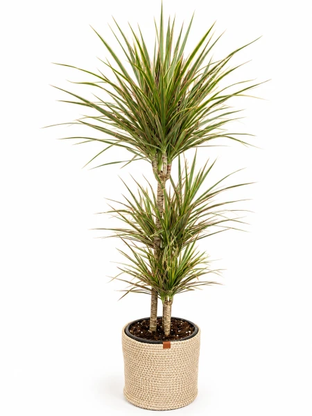 Dracaena Marginata 3 Kök Hediye Paketli