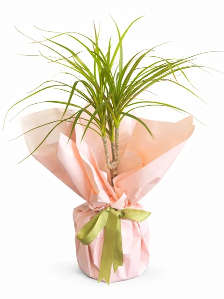 Dracaena Marginata Tek Kök Hediye Paketli