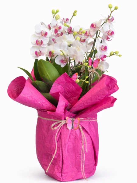 Duetto Orkide Hediye Paketli