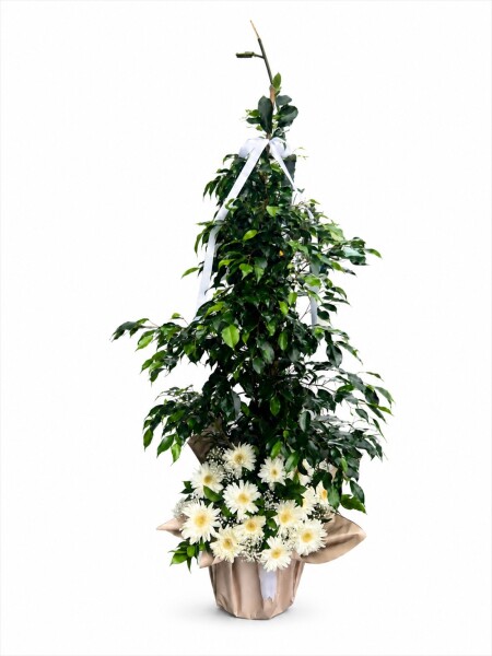 Ficus Gerbera Aranjmanı