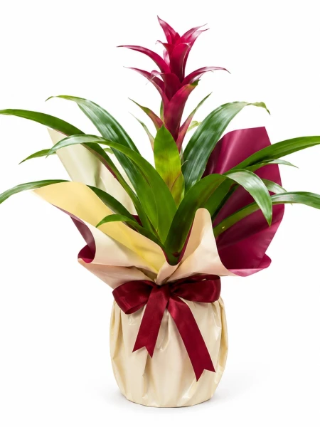 Guzmania Bordo Hediye Paketli