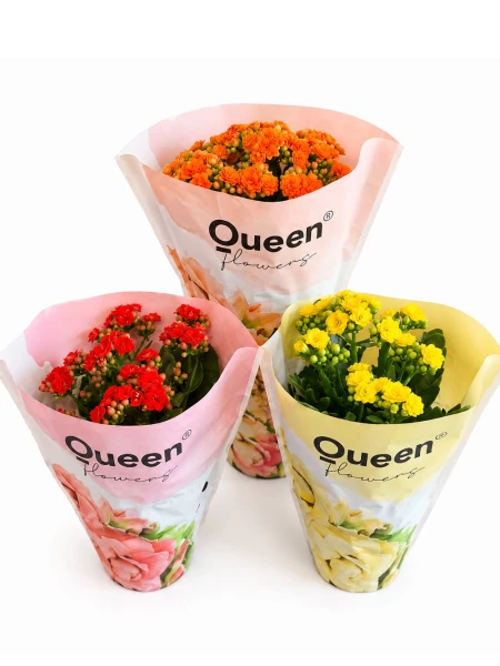 Kalanchoe Set 2