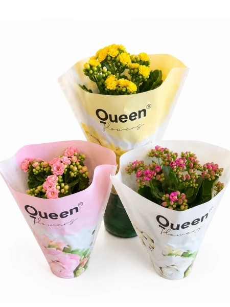Kalanchoe Set