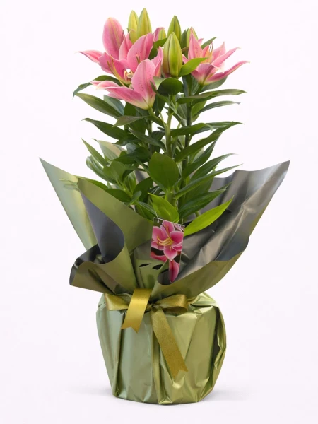 Kokulu Lilyum Saksıda