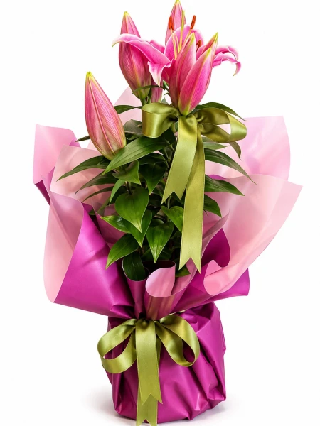 Lilyum Pembe Hediye Paketli