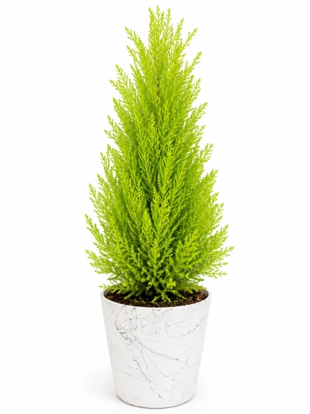 Limoni Çam Cupressus