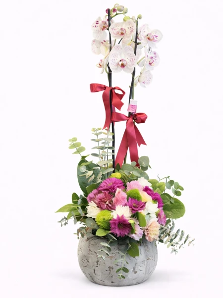 Orkide Mevsim Aranjmanı