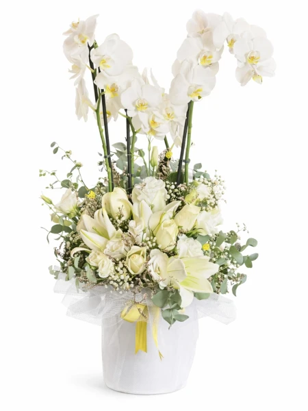 Orkideli Beyaz Aranjman Hediye Paketli