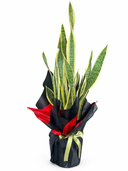 Paşa Kılıcı Sanseveria Hediye Paketli