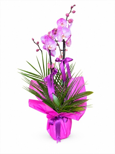 Pembe Orkide Palmiyeli