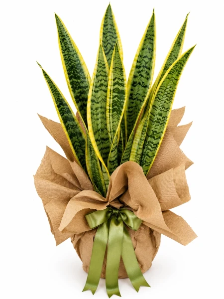 Sansaeveria Paşa Kılıcı Hediye Paketli