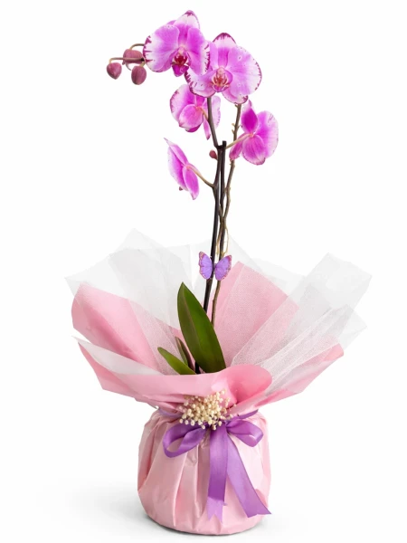 Tek Dal Lila Orkide Hediye Paketli