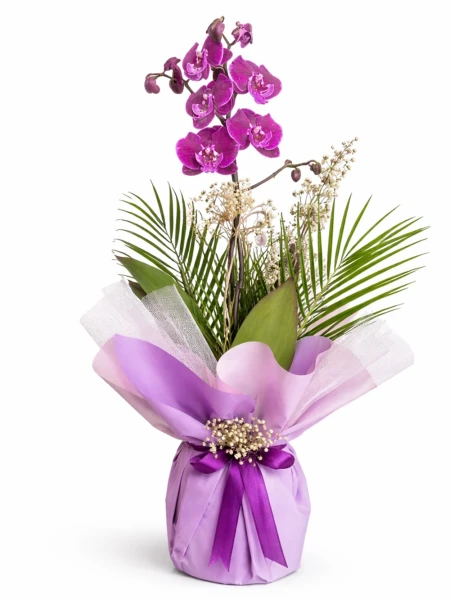 Tek Dal Mor Orkide Hediye Paketli
