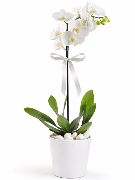 Tek Dallı Beyaz Orkide