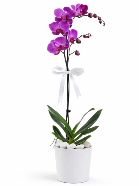 Tek Dallı Mor Orkide