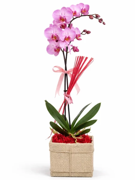 Tek Dallı Pembe Orkide