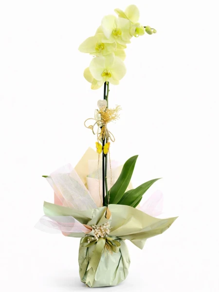 Tek Dallı Sarı Orkide Hediye Paketli