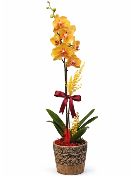 Tek Dallı Turuncu Orkide