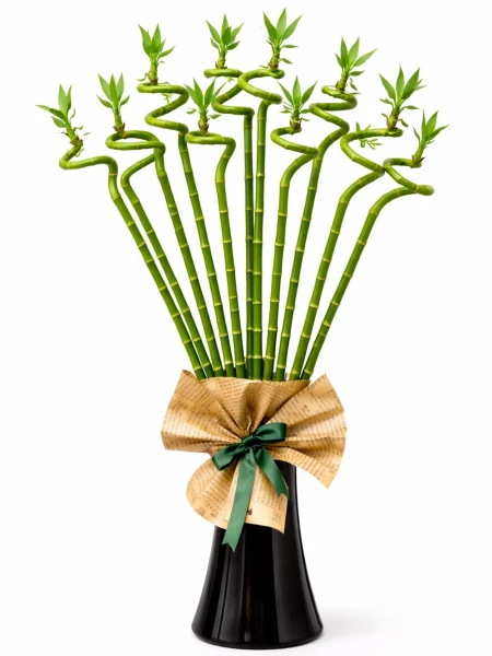 Vazoda 11 Şans Bambusu