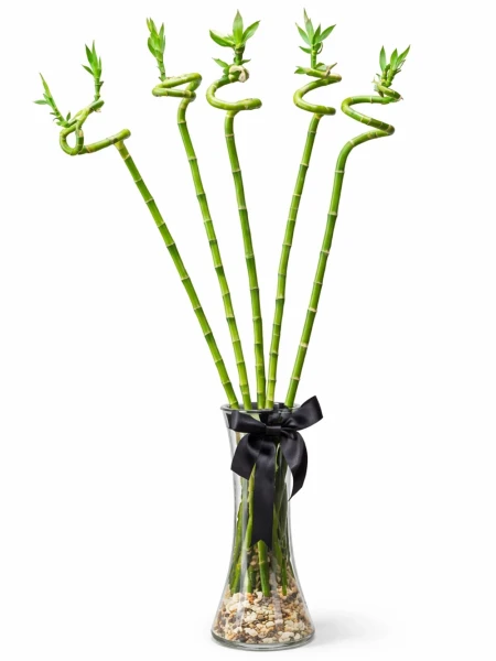 Vazoda 5 Şans Bambu