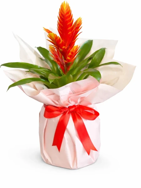 Vriesea Turuncu Hediye Paketli
