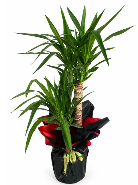 Yucca 2 Kök Hediye Paketli