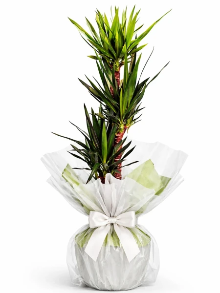 Yucca 3 Kök Hediye Paketli