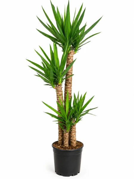 Yucca 3 Kök