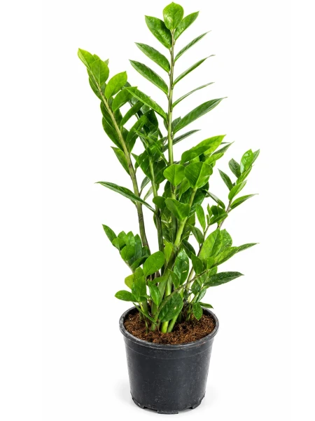 Zamia Zeze